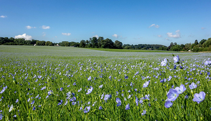 paysage-champs-bocage